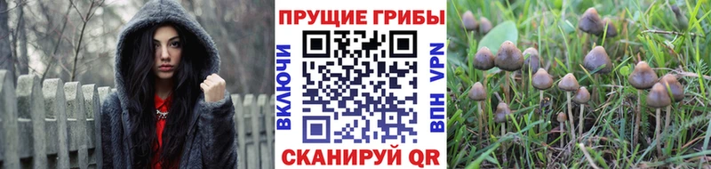 кракен вход  Хасавюрт  Галлюциногенные грибы Cubensis 